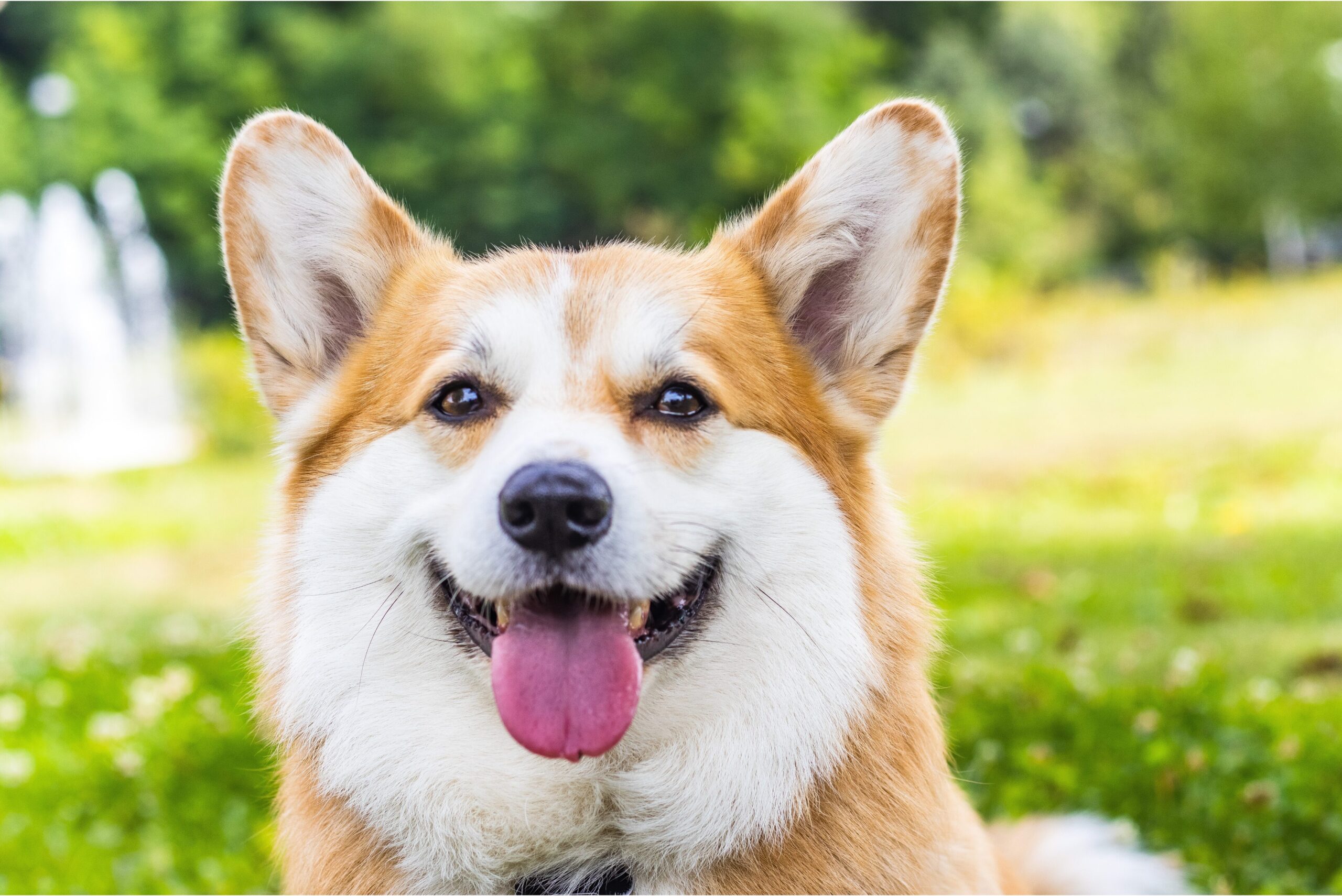 野原を背景に笑顔のコーギー