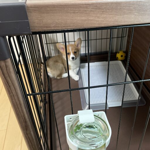 ケージに入ったコーギーの子犬