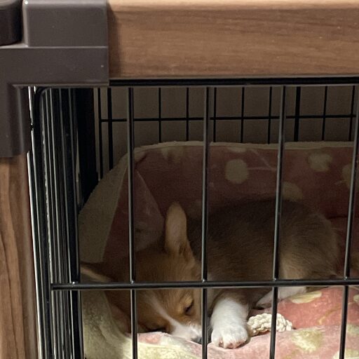 ケージの中で眠るコーギーの子犬