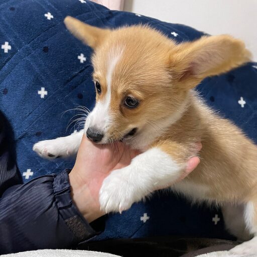 親指を甘噛するコーギーの子犬