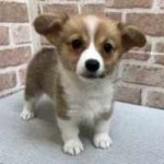 耳の垂れたコーギーの子犬