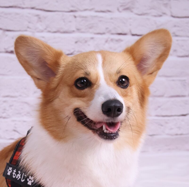 赤いリボンを着けたコーギーが椅子の上でお座りしている様子