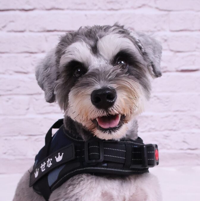 赤いリボンを着けたミニチュアシュナウザーが椅子の上でお座りしている様子