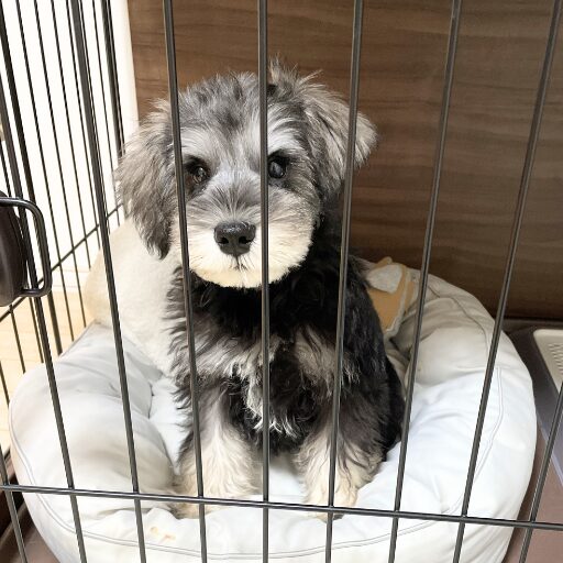 ケージの中でお座りしているミニチュアシュナウザーの子犬