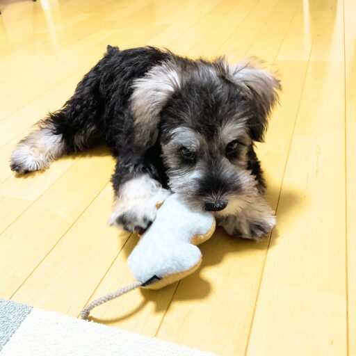 おもちゃのぬいぐるみで遊ぶミニチュアシュナウザーの子犬