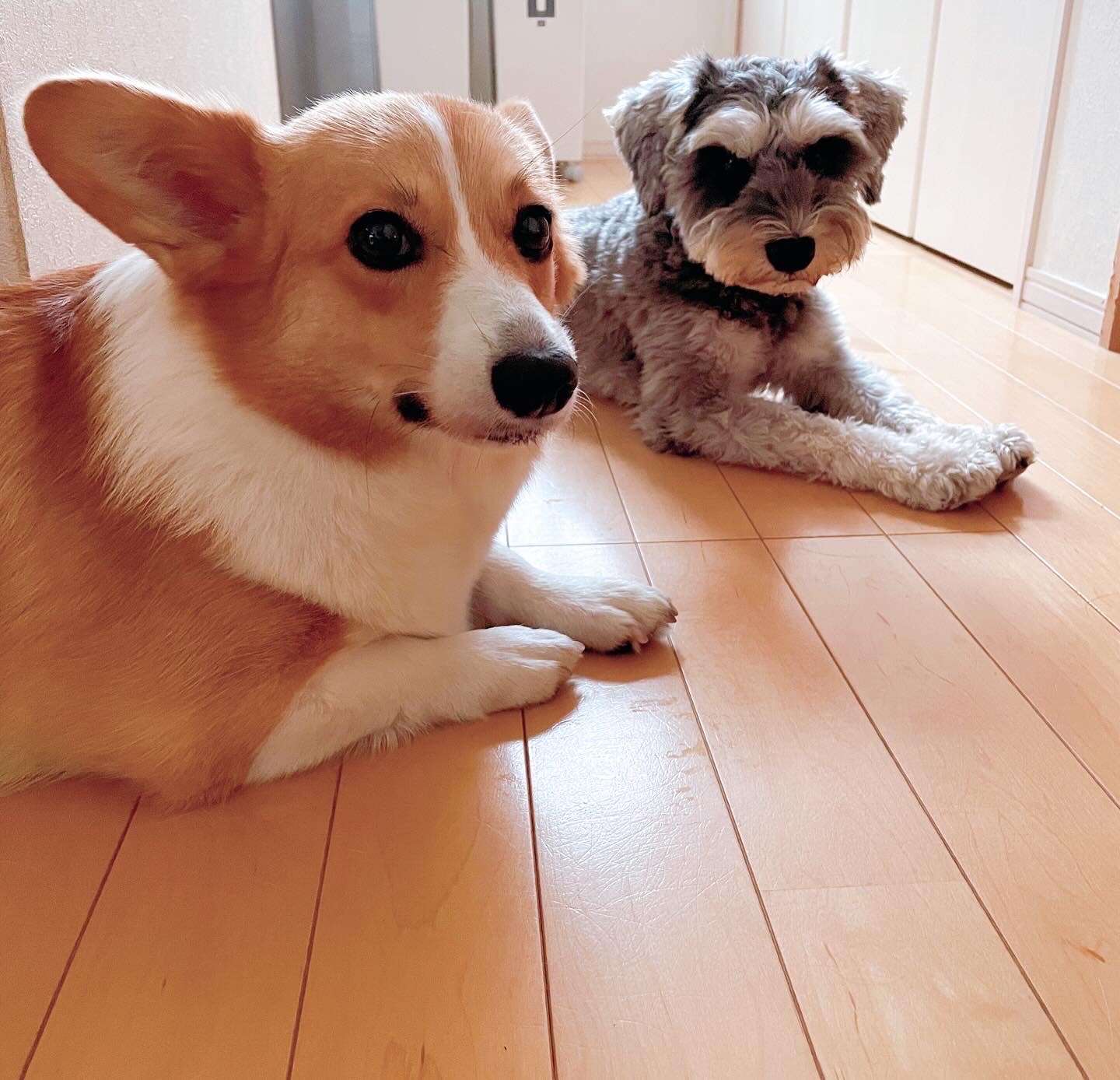 フローリングに伏せっているコーギーとミニチュアシュナウザー