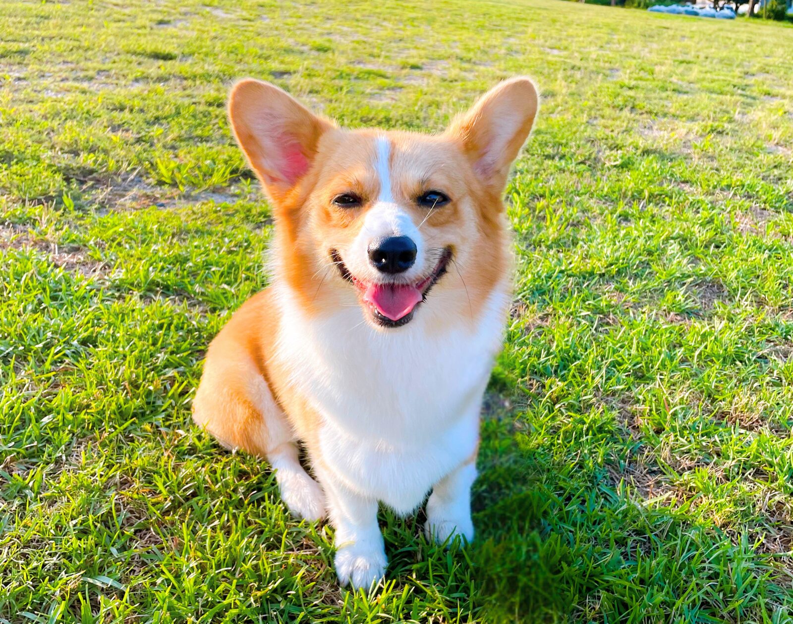 芝生に座ってこちらを見ている笑顔のコーギー