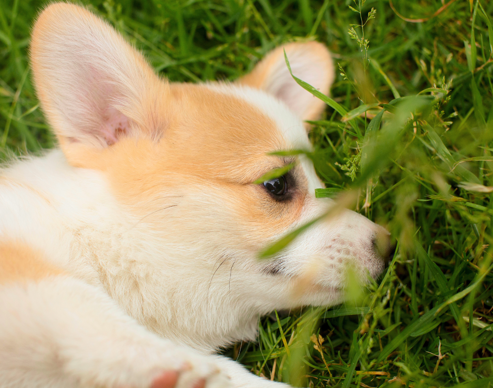 草むらに寝転ぶコーギーの子犬