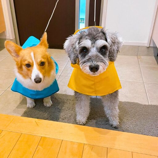 玄関でレインコートを来ているコーギーとミニシュナが並んでいる様子