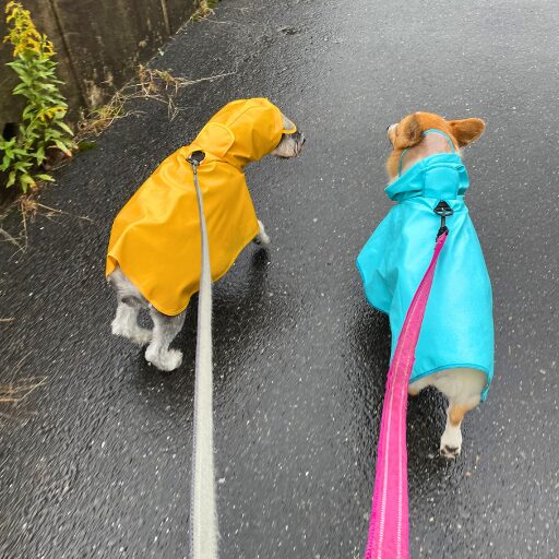 レインコートを着たコーギーとミニシュナが雨上がりの道をお散歩中