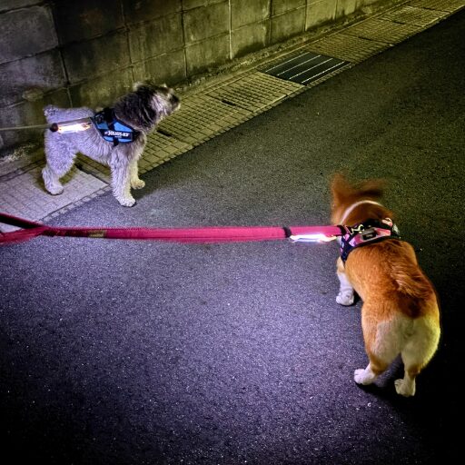 夜散歩中のコーギーとミニシュナのリードにLEDライトが光っている