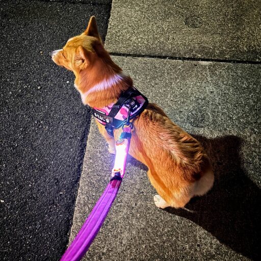 夜散歩中のコーギーのリードにLEDライトが光っている