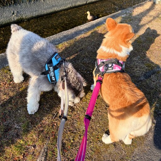 川沿いを散歩するコーギーとミニシュナの視線の先にカモがいる様子