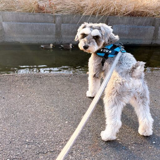 カモが泳ぐ川沿いをお散歩中のミニシュナが振り返る様子
