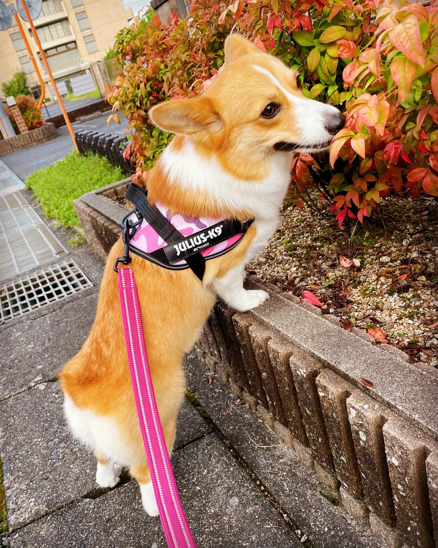 ハーネスを着けたコーギーが散歩している様子