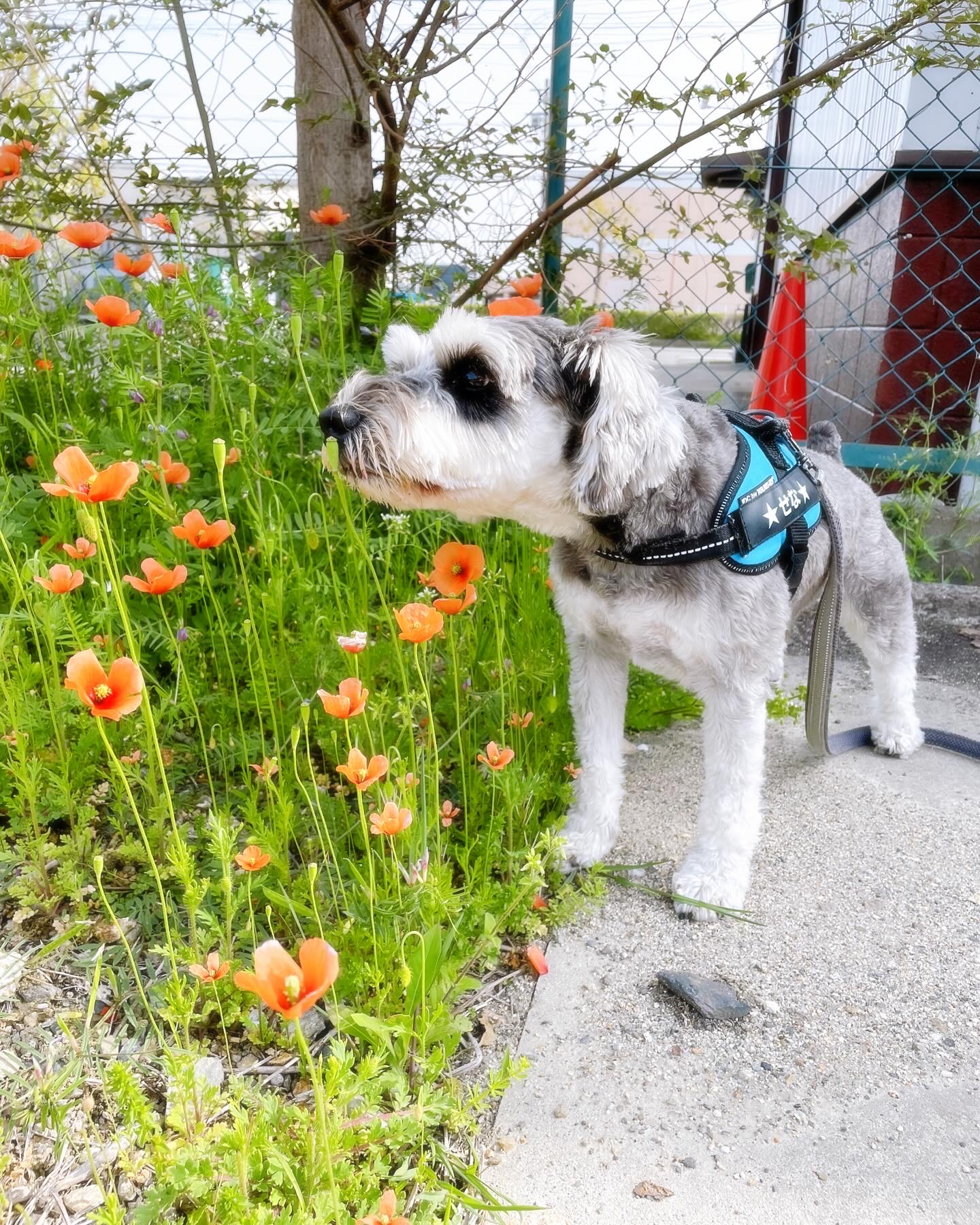 ハーネスをつけたミニシュナが散歩している様子