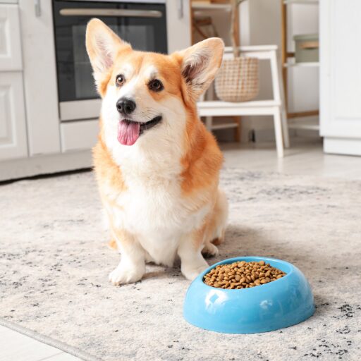 フードボールの横に座っているコーギー
