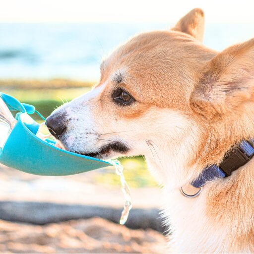 給水器から水を飲むコーギー