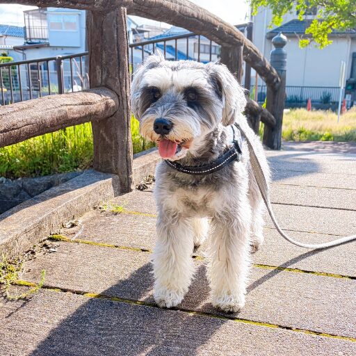 橋を背景に立つミニシュナ