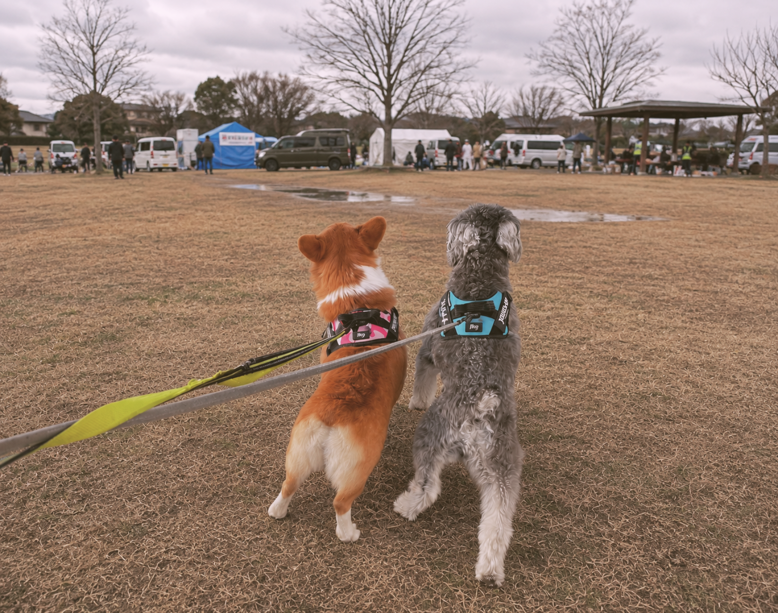 災害で避難所となった公園の広場に、リードに繋がれたコーギーとミニチュアシュナウザーが背を向けて立っている